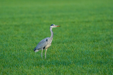 Beautiful gray heron bird walks in the grass with an insect in its beak. A natural background, grass.