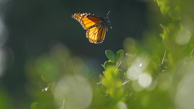 Monarch butterfly taking off green plant leaves in slow motion. Macro closeup, 4K.