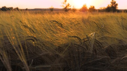 Sun-kissed rye field rustles as gentle wind caresses golden stalks. Golden farm field of rye under...