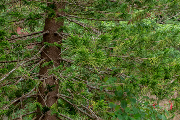 Leaf, Backgrounds, Plant, Green Color, Wall - Building Feature