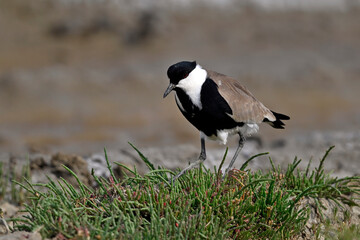 Spornkiebitz // Spur-winged lapwing (Vanellus spinosus) - Axios-Delta, Griechenland