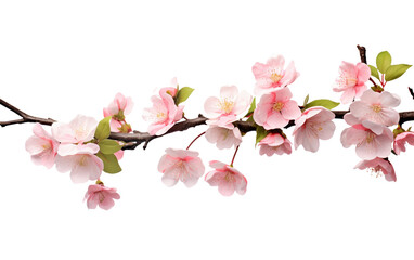 Vibrant Blossoms Tree Branch Adorned in Springtime Splendor Isolated on Transparent Background PNG.