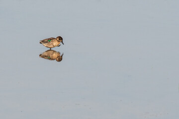 Green Winged Teal a water bird duck.