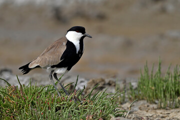 Spur-winged lapwing // Spornkiebitz (Vanellus spinosus) - Axios-Delta, Greece