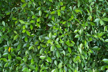 Restaurant decoration green leaf background wall