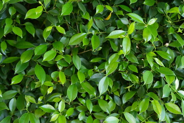 Restaurant decoration green leaf background wall