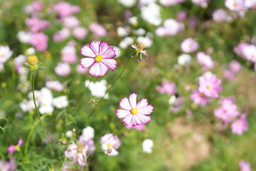 Cosmos flowers bloom in the summer sun.