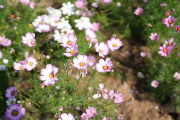 Cosmos flowers bloom in the summer sun.