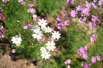Fototapeta premium Cosmos flowers bloom in the summer sun.