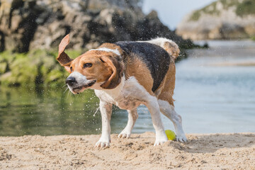 Beagle recién salido del agua sacudiendo la cabeza. Perro mojado en la playa 