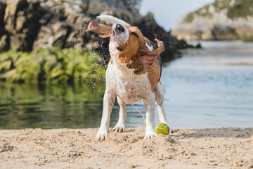 Beagle recién salido del agua sacudiendo la cabeza. Perro mojado en la playa 