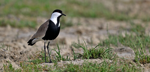 Spornkiebitz // Spur-winged lapwing (Vanellus spinosus) - Axios-Delta, Griechenland