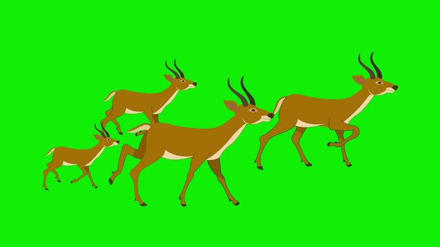 2d cartoon  animal flock deer walk cycle side view green screen 4k