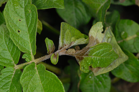 Kraut- und Knollenf&auml;ule,  Phytophthora infestans,  Kartoffelst&auml;ngel
