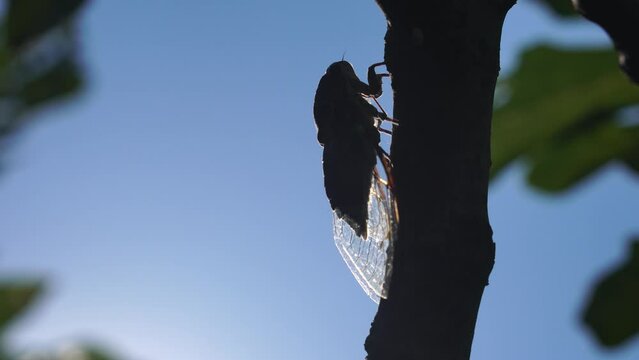 A cicada sits on a fig tree on summer, closeup shot. Singing loudly to call the female. Intense buzzing of cicadas. Cicada Lyristes plebejus. Selective focus