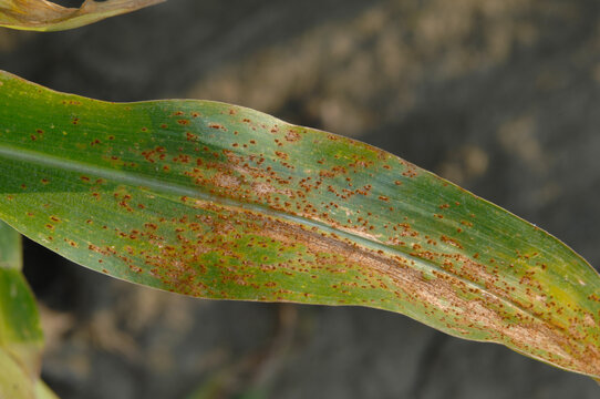 Maisrost, Puccinia sorghi, Maisblatt