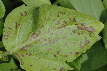 Dürrfleckenkrankheit,   Alternaria solani Sorauer, A. alternata (Fr.) , Kartoffel