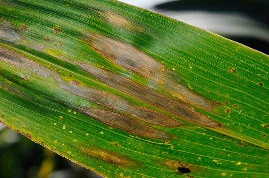 Blattfleckenkrankheit,  Helminthosporium turcicum - spp. , Maisbl&auml;tter