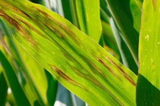 Blattfleckenkrankheit,  Helminthosporium turcicum - spp. , Maisbl&auml;tter