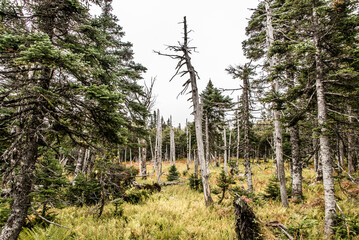 Mountain scenic trail after rain Green forest hill Cape Breton Highlands National Park Nova Scotia...