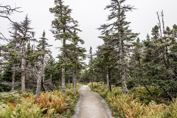 Mountain scenic trail after rain Green forest hill covered by fog Cape Breton Highlands National...