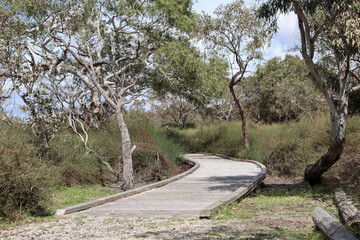 boardwalk path through australian bush wetlands