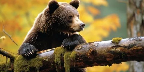 Foto op Plexiglas A brown bear is sitting on a tree branch. Generative AI. © serg3d