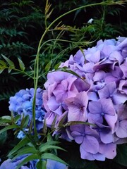 purple and white flowers