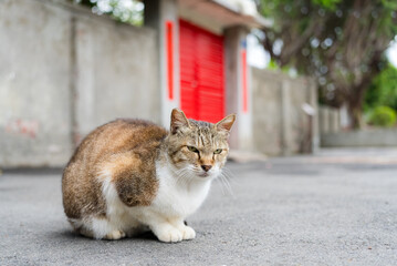 Fototapeta premium Stray cat sitting on the ground