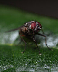 Big eyes FLY (x2 magnified)
