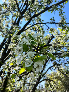 blossom tree in the garden