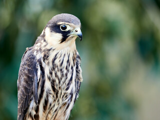 Falcon hobby. A small bird of prey from the falcon family