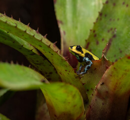 photo macro de grenouille exotique