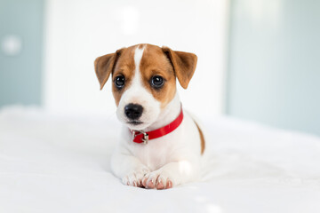 Most adorable Jack Russel terrier puppy with red collar and cute eyes laying on the white bed