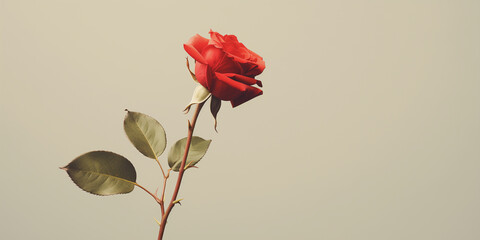 A solitary rose with minimal foliage against a plain background. 