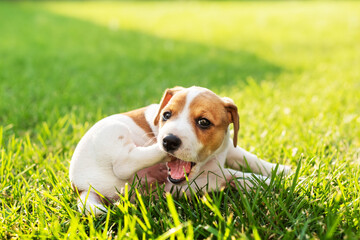 Funny Jack Russel Terrier puppy eating his leg on green lawn on the backyard. Dogs and pets photography