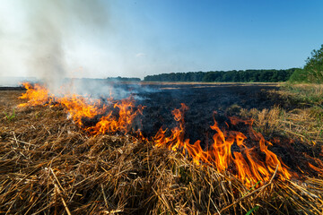 Burning dry stubble on wheat field after harvesting. Wildfire in agricultural field
