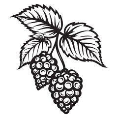 Obraz premium Raspberry silhouettes and icons. Black flat color simple elegant white background Raspberry vegetable vector and illustration.