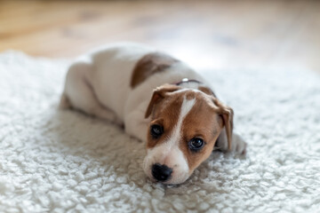 A small white dog puppy breed Jack Russel Terrier with beautiful eyes lays on white carpet. Dogs...