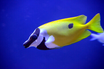 Naklejka premium ヒフキアイゴ