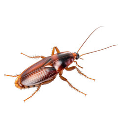 Cockroach - A Cockroach Isolated Known for Its Resilience and Often Unwelcomed Presence.. Isolated on a Transparent Background. Cutout PNG.
