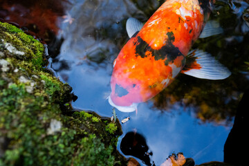 Silkfish in the Pond, filmed at a temple in Kamakura