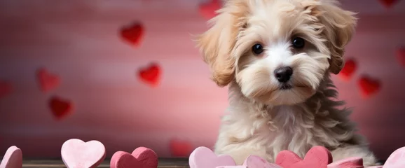 Fotobehang St Valentines Day Concept Funny Puppy, HD, Background Wallpaper, Desktop Wallpaper © Moon Art Pic