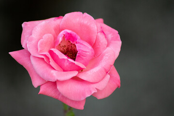Pink open rose