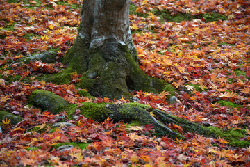 秋の曼殊院　参道の落葉　京都市左京区