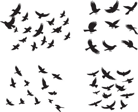 flock of birds flying silhouetted on white background.