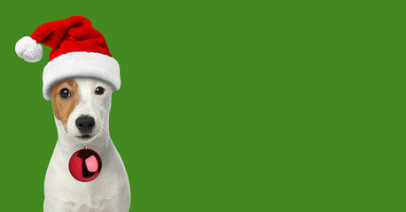 Adorable dog in Santa hat holding red Christmas ball on green background. Banner design with space...
