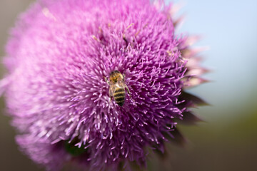 Blessed milk thistle pink flowers in field. Silybum marianum plant. St. Mary's thistle bloom pink. Close-up bee collecting pollen on purple thistle flower. Large purple wildflower with bee diving into