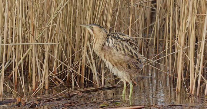 Eurasian bittern shakes his feathers