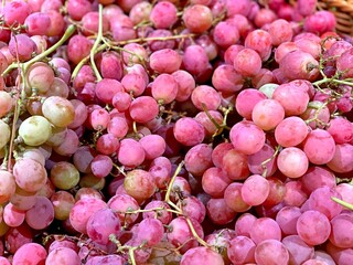 Grape ripe pink red berries harvest